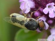 Oplodontha viridula