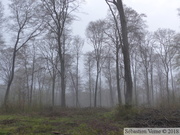 Forêt de Mormal sous la pluie