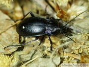 Carabus nemoralis