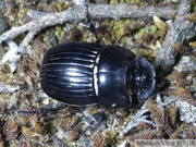 Copris lunaris