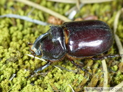 Oryctes nasicornis