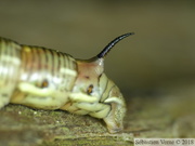 Sphinx du pin, chenille