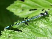 Coenagrion puella, mâle