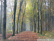 Zillebeke, Groenenburgbos