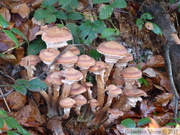 Armillaria mellea, Armillaire couleur de miel