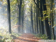 Zillebeke, Groenenburgbos