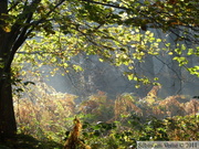 Zillebeke, Groenenburgbos