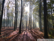 Zillebeke, Groenenburgbos