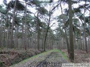 Zillebeke, Groenenburgbos