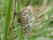 Polistes cf. albellus