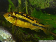 Haplochromis sauvagei "Makobe", femelle