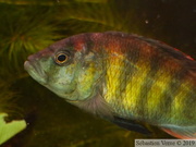 Haplochromis sp. "Tomato"