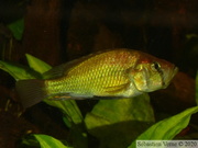  Haplochromis orthostoma mâle