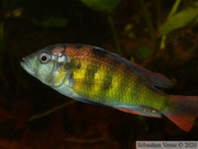 Haplochromis sp. "Tomato", mâle