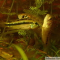 Apistogramma borelli "Paraguay" mâles et Apistogramma trifasciata mâle