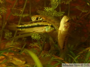 Apistogramma borelli "Paraguay" mâles et Apistogramma trifasciata mâle