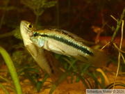 Apistogramma trifasciata