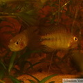 Apistogramma borelli "Paraguay" mâles