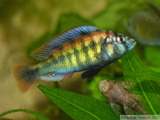 Haplochromis sp. "Tomato", jeune mâle