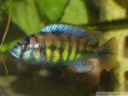 Haplochromis sp. "Tomato", jeune mâle