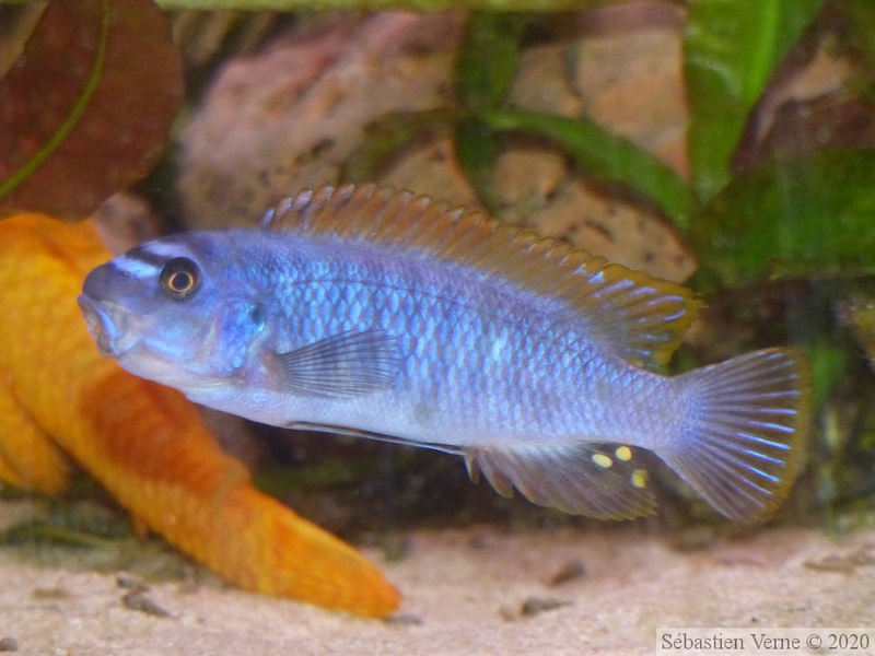 Jeune mâle Labeotropheus trewavasae "Thumbi West" (père OB, mère O !)