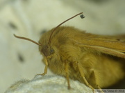 Lasiocampa quercus, femelle