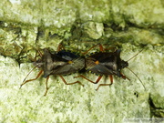 Pentatoma rufipes