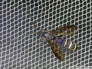 Metopius sp.