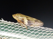 Aphrophora alni