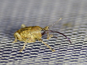 Curculio villosus