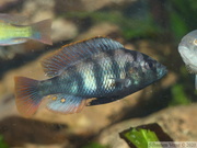 Haplochromis sp. "Tomato" mâle dominant 