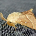 Lasiocampa trifolii, mâle