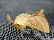 Lasiocampa trifolii, mâle