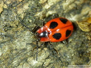 Endomychus coccineus