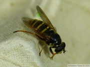 Sericomyia silentis