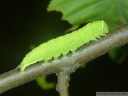 Pseudoips prasinana, chenille