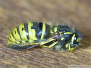 Vespula vulgaris, reine en hibernation