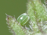 Vanessa atalanta, oeuf