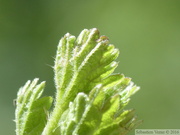 Vanessa atalanta, oeuf