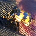 Nicrophorus vespillo