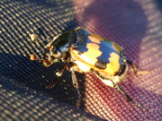 Nicrophorus vespillo