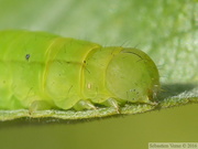 Scoliopteryx libatrix, chenille