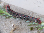 Sphinx de l'Euphorbe, chenille dernier stade