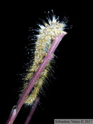 Lasiocampa quercus, chenille en hiver