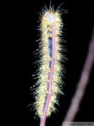 Lasiocampa quercus, chenille en hiver