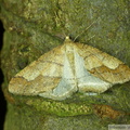 Phigaliohybernia marginaria, mâle