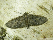 08578 Eupithecia abbreviata