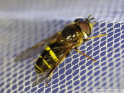 Dasysyrphus tricinctus