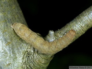 Noctua fimbriata, chenille