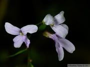 Cardamine bulbifera, Dentaire à bulbilles